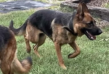 German Shepherd Puppies, Boarding, Training, Kennel, Puppies for sale, Service Dog Training, Obedience Training, Crate Training, Potty Training, German Shepherd Puppy Litters can grow up to become loyal, loving, faithful, courageous, protective companions for the entire family.