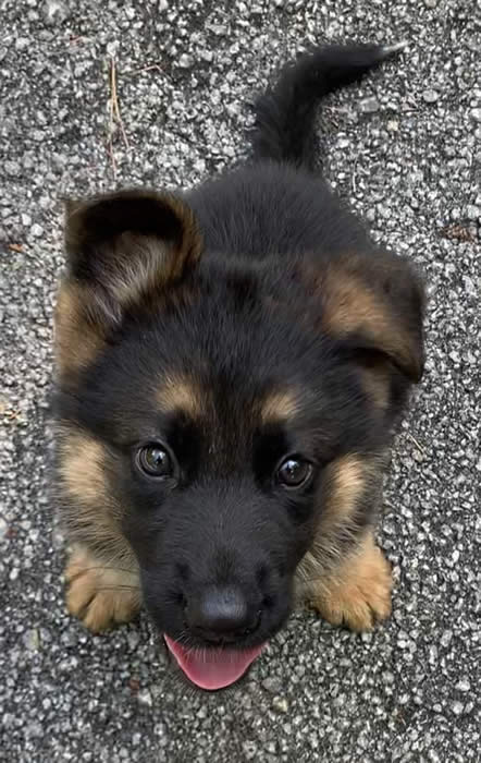 German Shepherd puppy training, socializing, crate training, how to be a handler to your puppy, potty training, house breaking, barking, and jumping are easy to teach or fix.