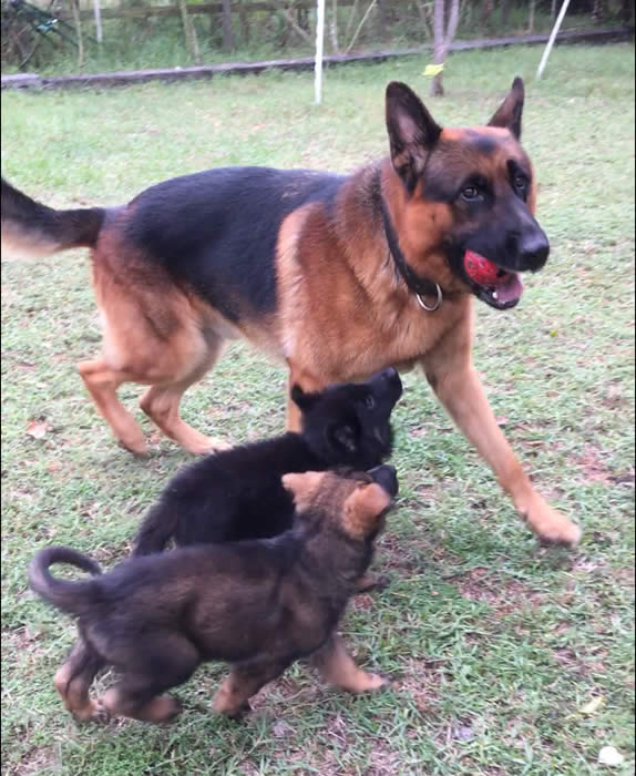 German Shepherd puppy training, socializing, crate training, how to be a handler to your puppy, potty training, house breaking, barking, and jumping are easy to teach or fix.