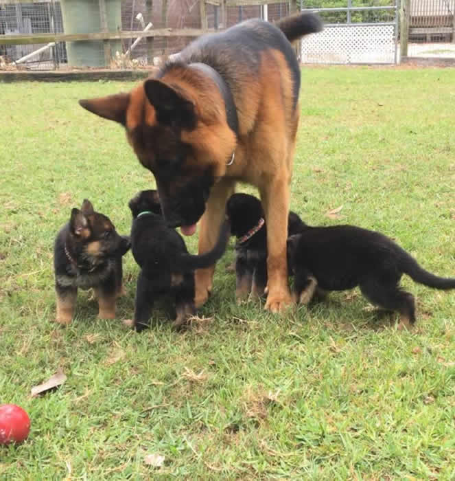 German Shepherd puppy training, socializing, crate training, how to be a handler to your puppy, potty training, house breaking, barking, and jumping are easy to teach or fix.