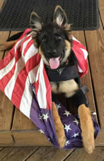 German Shepherd Puppies, Boarding, Training, Kennel, Puppies for sale, Service Dog Training, Obedience Training, Crate Training, Potty Training, German Shepherd Puppy Litters can grow up to become loyal, loving, faithful, courageous, protective companions for the entire family.