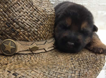 German Shepherd puppy training, socializing, crate training, how to be a handler to your puppy, potty training, house breaking, barking, and jumping are easy to teach or fix.