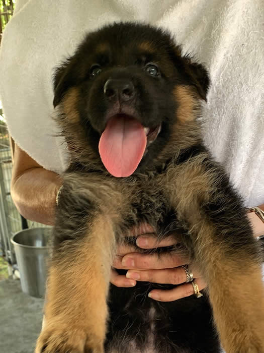 German Shepherd puppy training, socializing, crate training, how to be a handler to your puppy, potty training, house breaking, barking, and jumping are easy to teach or fix.