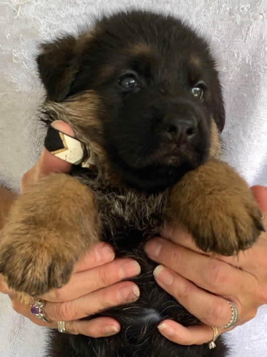 German Shepherd puppy training, socializing, crate training, how to be a handler to your puppy, potty training, house breaking, barking, and jumping are easy to teach or fix.