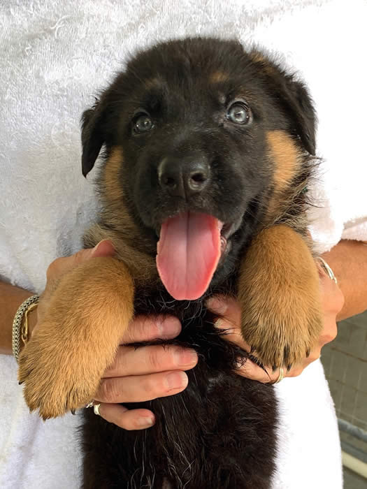 German Shepherd puppy training, socializing, crate training, how to be a handler to your puppy, potty training, house breaking, barking, and jumping are easy to teach or fix.