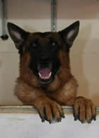 What to look for in a German Shepherd Dog?  Call us – we can help you with your search for your new family member.