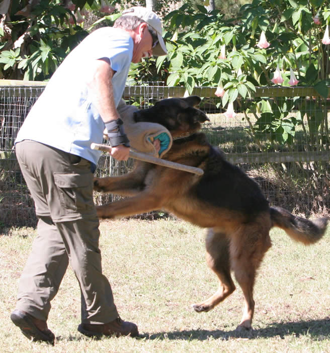 Urma was one of the best German Shepherds living at our boarding and training kennel.  His temperament was fantastic and his looks were to die for.  What a wonderful pet he was – to everyone.