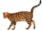 Our completely enclosed indoor kennels are perfect for your kitty.
