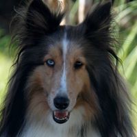 Boarding in our kennel is comfortable and exciting for your dog.  There is activity all day and the dogs love it!  We run a tight ship and a very clean facility.
