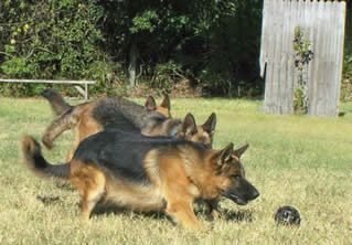 Boarding in our kennel is comfortable and exciting for your dog.  There is activity all day and the dogs love it!  We run a tight ship and a very clean facility.