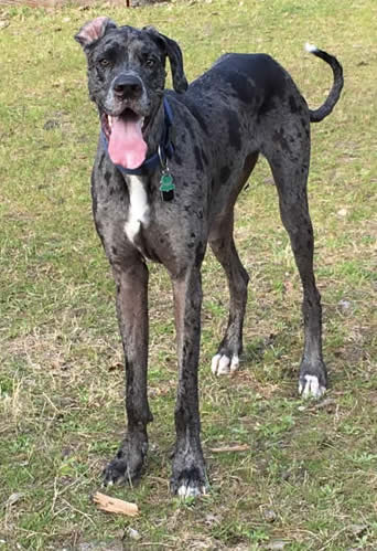 Boarding in our kennel is comfortable and exciting for your dog.  There is activity all day and the dogs love it!  We run a tight ship and a very clean facility.