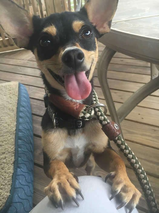 Boarding in our kennel is comfortable and exciting for your dog.  There is activity all day and the dogs love it!  We run a tight ship and a very clean facility.