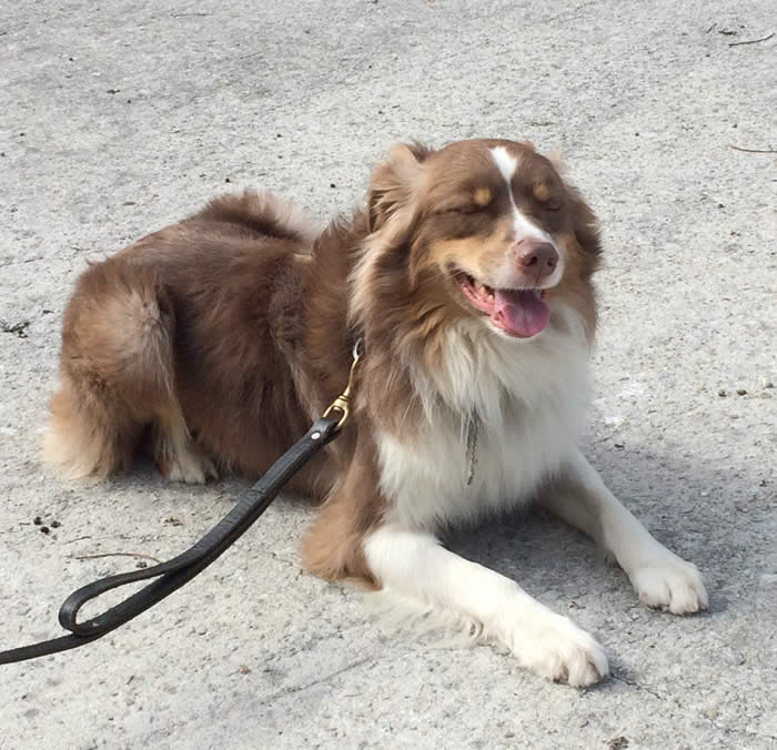 Boarding in our kennel is comfortable and exciting for your dog.  There is activity all day and the dogs love it!  We run a tight ship and a very clean facility.