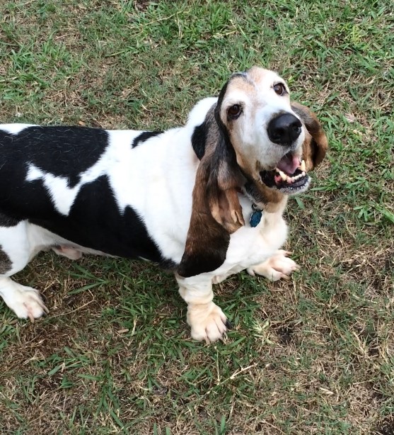 Boarding in our kennel is comfortable and exciting for your dog.  There is activity all day and the dogs love it!  We run a tight ship and a very clean facility.