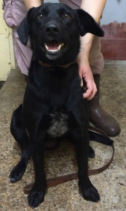 Boarding in our kennel is comfortable and exciting for your dog.  There is activity all day and the dogs love it!  We run a tight ship and a very clean facility.
