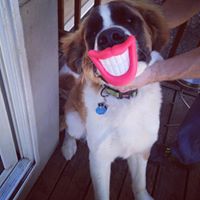 Boarding in our kennel is comfortable and exciting for your dog.  There is activity all day and the dogs love it!  We run a tight ship and a very clean facility.