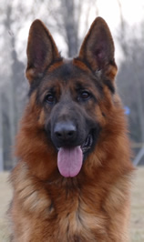 European showline quality German Shepherd adult dogs in breeding program. HL003