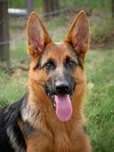 What to look for in a German Shepherd Dog?  Call us – we can help you with your search for your new family member.