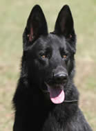 What to look for in a German Shepherd Dog?  Call us – we can help you with your search for your new family member.