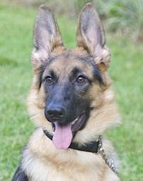 What to look for in a German Shepherd Dog?  Call us – we can help you with your search for your new family member.