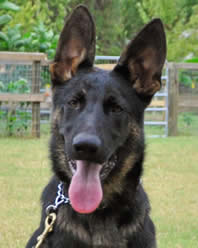 What to look for in a German Shepherd Dog?  Call us – we can help you with your search for your new family member.