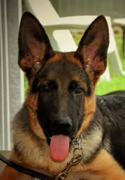 Popular comments about our German Shepherds; we strive to generate a bright, rich black and red color as often seen clearly in our library of headshot photos and an animated enthusiastic movement in our TOP DOGS.