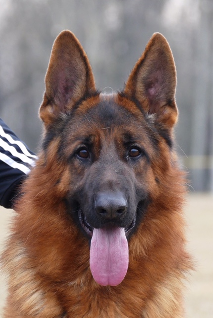 What to look for in a German Shepherd Dog?  Call us – we can help you with your search for your new family member.