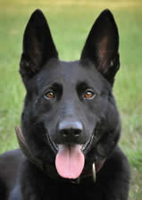 Popular comments about our German Shepherds; we strive to generate a bright, rich black and red color as often seen clearly in our library of headshot photos and an animated enthusiastic movement in our TOP DOGS.