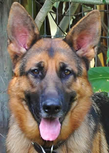 What to look for in a German Shepherd Dog?  Call us – we can help you with your search for your new family member.