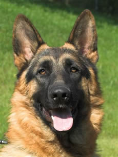 Popular comments about our German Shepherds; we strive to generate a bright, rich black and red color as often seen clearly in our library of headshot photos and an animated enthusiastic movement in our TOP DOGS.