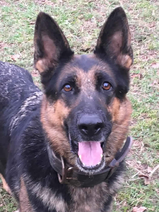 Popular comments about our German Shepherds; we strive to generate a bright, rich black and red color as often seen clearly in our library of headshot photos and an animated enthusiastic movement in our TOP DOGS.