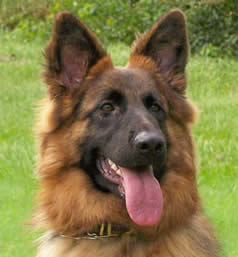 What to look for in a German Shepherd Dog?  Call us – we can help you with your search for your new family member.