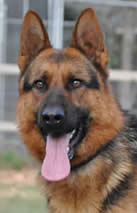 What to look for in a German Shepherd Dog?  Call us – we can help you with your search for your new family member.