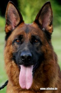 What to look for in a German Shepherd Dog?  Call us – we can help you with your search for your new family member.