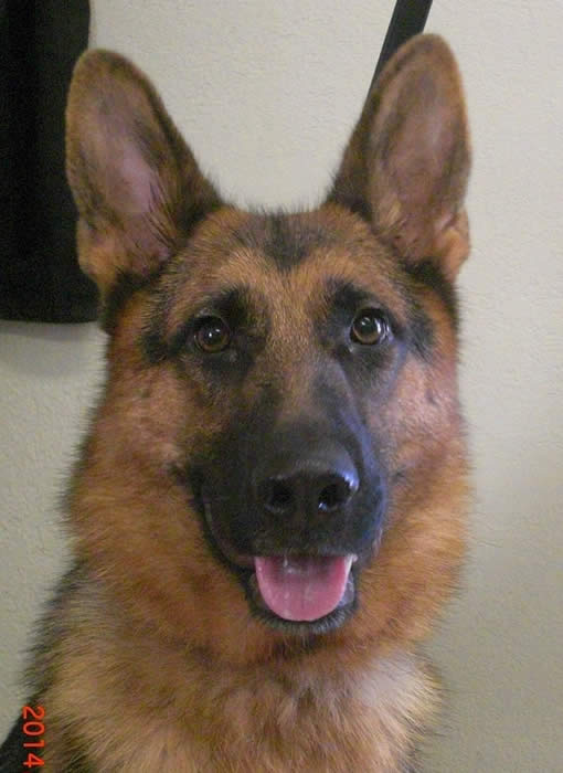 Popular comments about our German Shepherds; we strive to generate a bright, rich black and red color as often seen clearly in our library of headshot photos and an animated enthusiastic movement in our TOP DOGS.