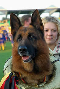 Popular comments about our German Shepherds; we strive to generate a bright, rich black and red color as often seen clearly in our library of headshot photos and an animated enthusiastic movement in our TOP DOGS.