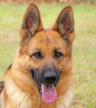 What to look for in a German Shepherd Dog?  Call us – we can help you with your search for your new family member.