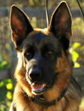 Popular comments about our German Shepherds; we strive to generate a bright, rich black and red color as often seen clearly in our library of headshot photos and an animated enthusiastic movement in our TOP DOGS.