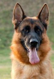 What to look for in a German Shepherd Dog?  Call us – we can help you with your search for your new family member.