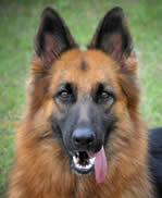 Popular comments about our German Shepherds; we strive to generate a bright, rich black and red color as often seen clearly in our library of headshot photos and an animated enthusiastic movement in our TOP DOGS.