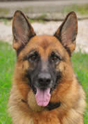 What to look for in a German Shepherd Dog?  Call us – we can help you with your search for your new family member.