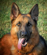 Popular comments about our German Shepherds; we strive to generate a bright, rich black and red color as often seen clearly in our library of headshot photos and an animated enthusiastic movement in our TOP DOGS.