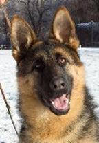 Popular comments about our German Shepherds; we strive to generate a bright, rich black and red color as often seen clearly in our library of headshot photos and an animated enthusiastic movement in our TOP DOGS.