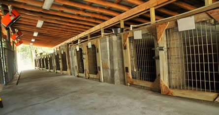 Kennel run protected from the weather with outdoor fans and a misting system