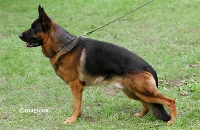 So many beautiful adult German Shepherd Dogs have crossed our path.  Many with show ring or field trial credentials - to finish off their lives with their perfect family.