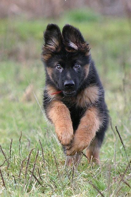 German Shepherd puppy training, socializing, crate training, how to be a handler to your puppy, potty training, house breaking, barking, and jumping are easy to teach or fix.