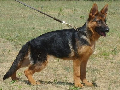 So many beautiful adult German Shepherd Dogs have crossed our path.  Many with show ring or field trial credentials - to finish off their lives with their perfect family.