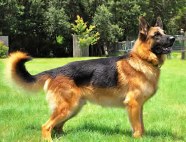 So many beautiful adult German Shepherd Dogs have crossed our path.  Many with show ring or field trial credentials - to finish off their lives with their perfect family.