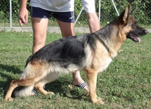 So many beautiful adult German Shepherd Dogs have crossed our path.  Many with show ring or field trial credentials - to finish off their lives with their perfect family.