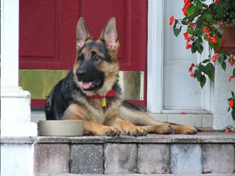 German Shepherd puppy training, socializing, crate training, how to be a handler to your puppy, potty training, house breaking, barking, and jumping are easy to teach or fix.